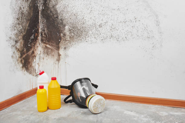 Best Attic Mold Removal  in Bellair Meadowbrook Terrace, FL