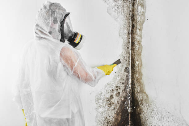 Home Mold Removal