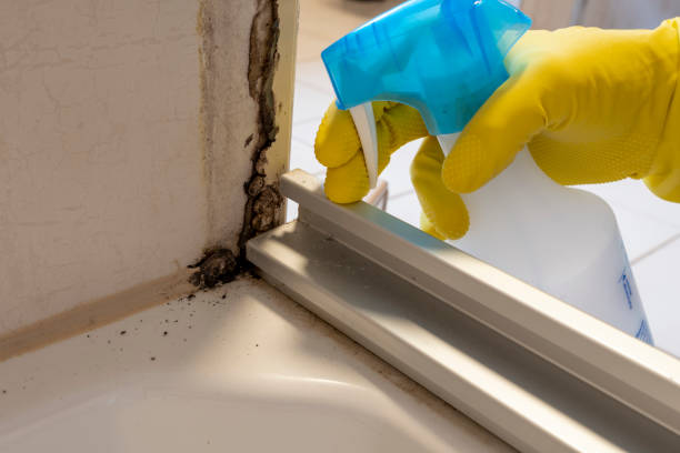 Best Office Mold Removal Services  in Bellair Meadowbrook Terrace, FL